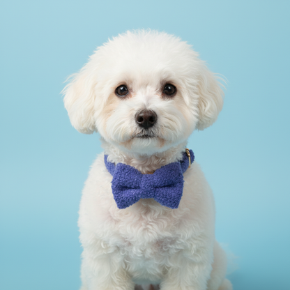 Bichon Frise wearing royal blue teddy fleece collar with bow tie on light blue background

