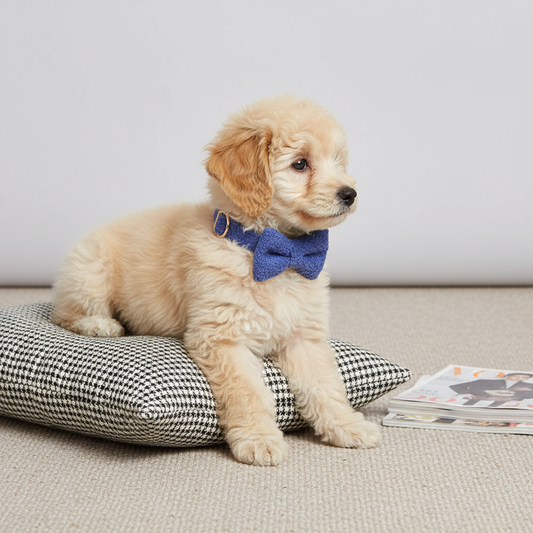 Toy Poodle puppy wearing royal blue teddy fleece collar with bow tie on houndstooth pet bed