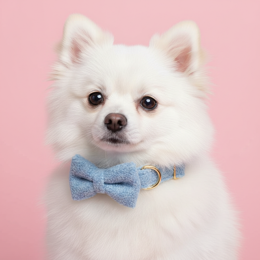 Pomeranian wearing sky blue teddy fleece dog collar with bow tie on pink background