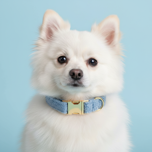 Pomeranian wearing sky blue teddy fleece dog collar on light blue background