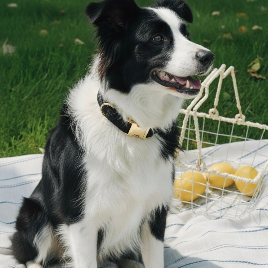 Black and white Border Collie sitting on a striped picnic blanket wearing a Bling Fuzzie black tweed collar with gold brass hardware, with a wire basket of lemons on green grass in the background
