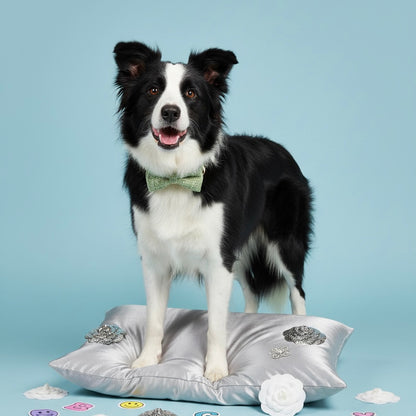 Black and white Border Collie standing on a silver embellished cushion wearing a Bling Fuzzie sage green tweed bow tie collar, surrounded by stickers and camellia flowers against a light blue studio background