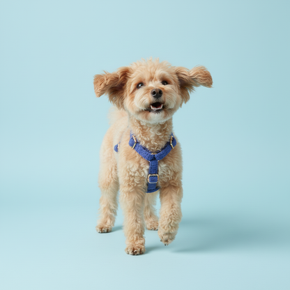 Royal Blue Teddy Fleece Dog 4-Piece Set