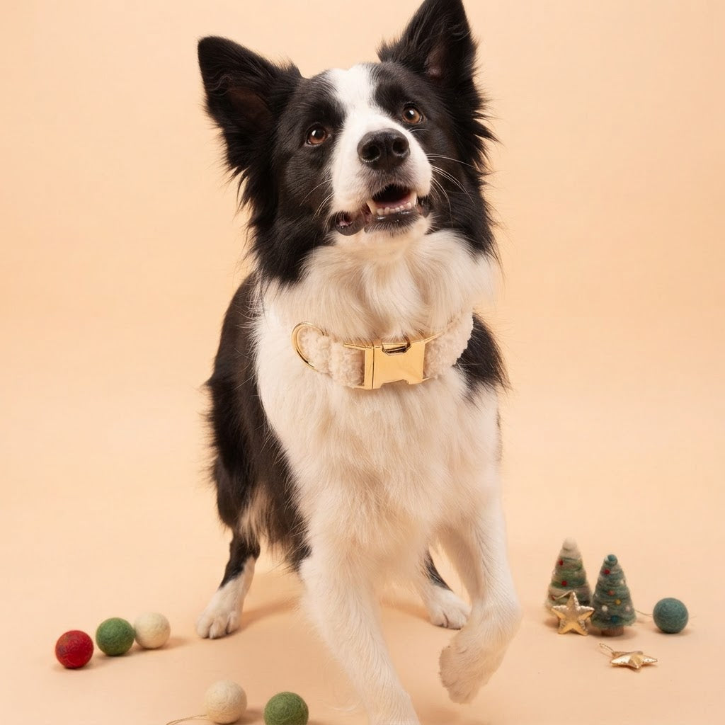 Black and white Border Collie wearing a soft white teddy fleece dog collar with gold-tone hardware, standing against a peach background with Christmas decorations.