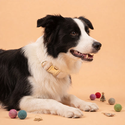 Close-up side view of a Border Collie wearing a white teddy fleece dog collar with a gold-tone buckle and D-rings, lying in a festive studio setting.
