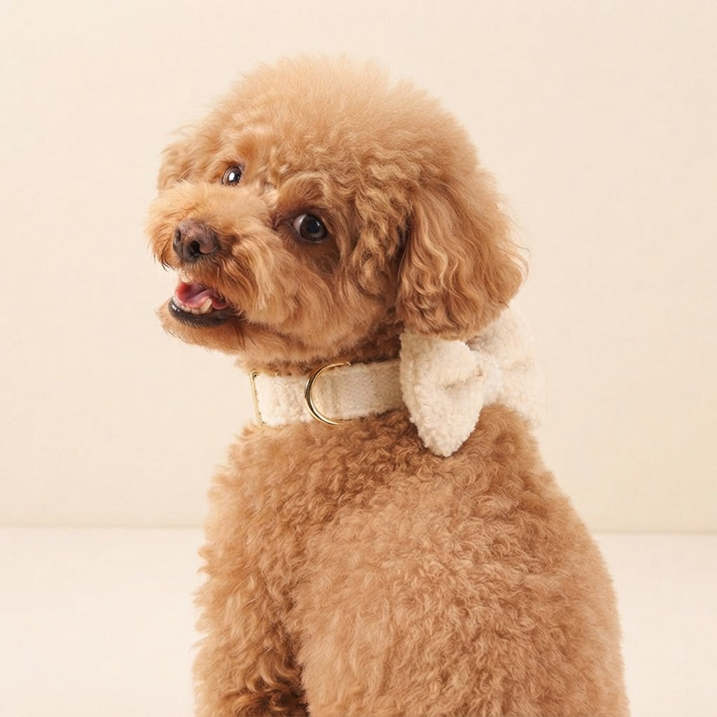 Apricot Poodle wearing a white teddy fleece dog collar with a matching bow tie and gold-tone hardware against a soft cream background.